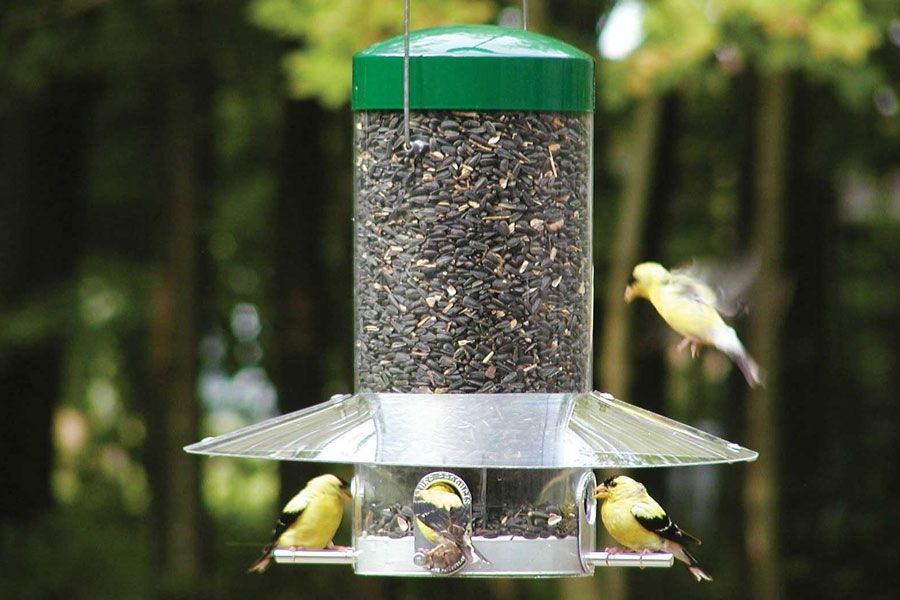 Choosing the Right Bird Feeder