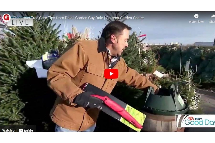 VIDEO: Christmas Tree Care Tips from Dale | Garden Guy Dale