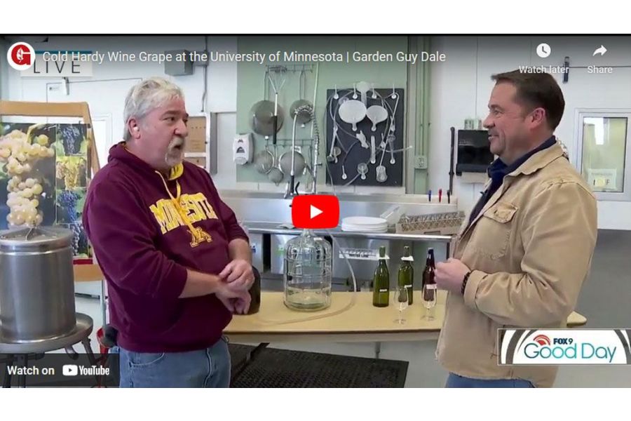 VIDEO: Cold Hardy Wine Grape at the University of Minnesota | Garden Guy Dale