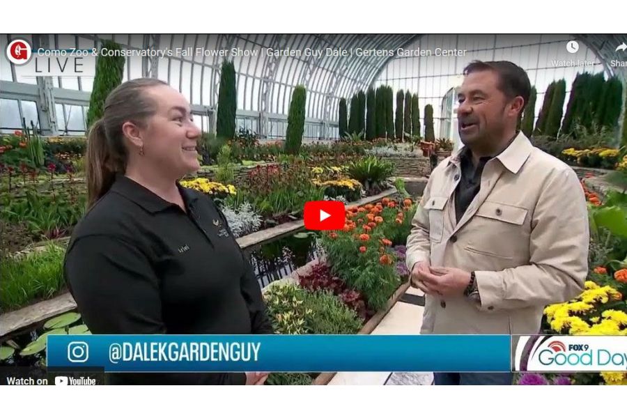 VIDEO: Como Zoo & Conservatory's Fall Flower Show | Garden Guy Dale