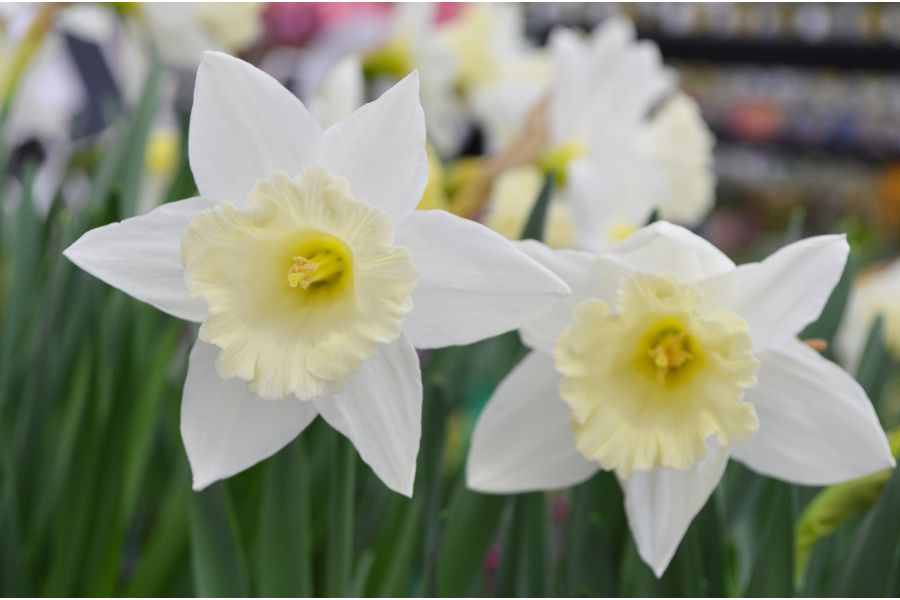 Grow Daffodils Bulbs Outdoors and Indoors