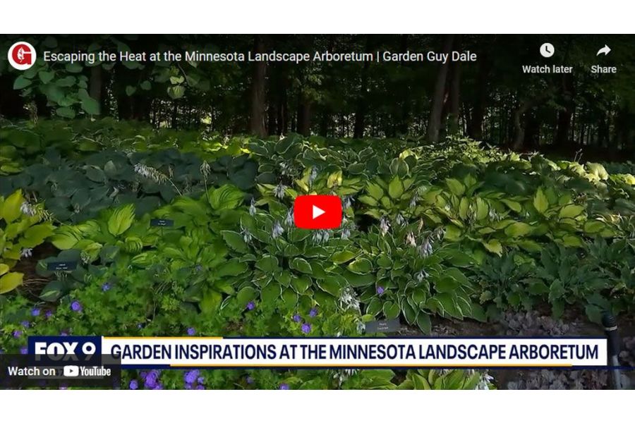 VIDEO: Escaping the Heat at the Minnesota Landscape Arboretum | Garden Guy Dale