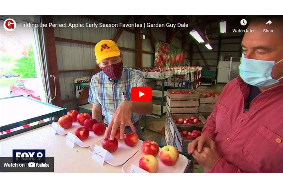 VIDEO: Finding the Perfect Apple - U of M Apple Expert on His Early Season Favorites