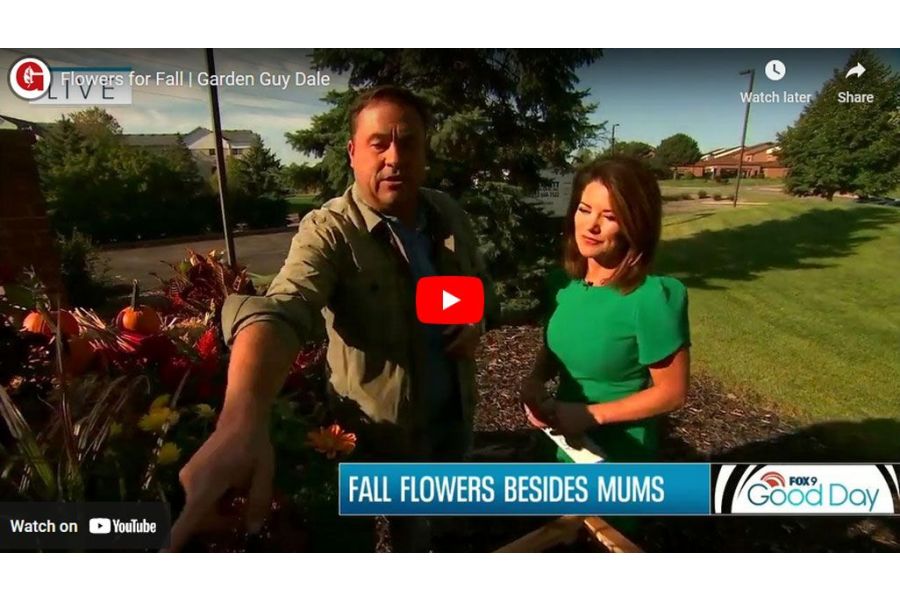 VIDEO: Flowers for Fall | Garden Guy Dale