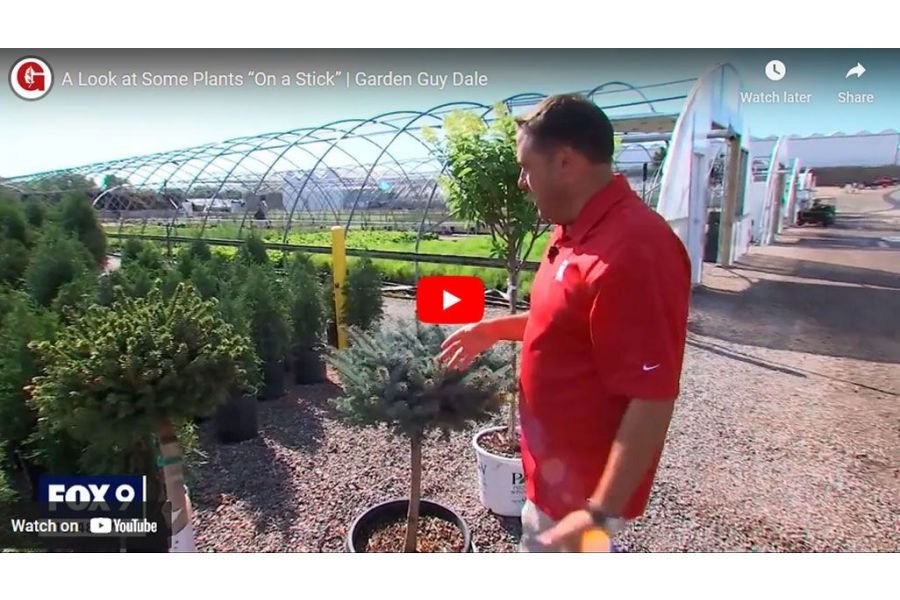 VIDEO: Garden Guy Dale Shares His Favorite Plants "on a Stick"