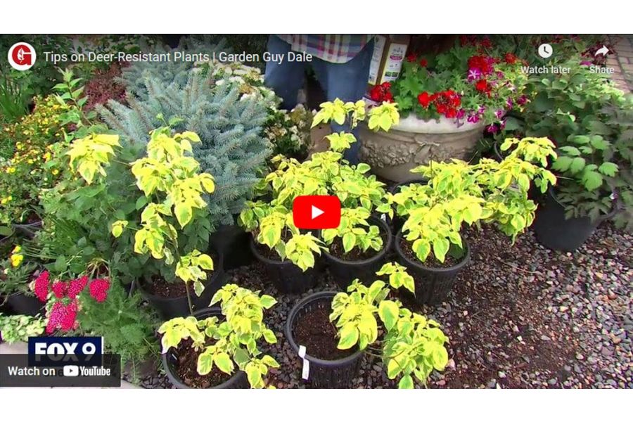 VIDEO: Garden Guy Dale Shares Tips on Deer-Resistant Plants