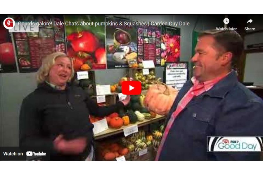 VIDEO: Gourds Galore! Dale Chats About Pumpkins & Squashes | Garden Guy Dale