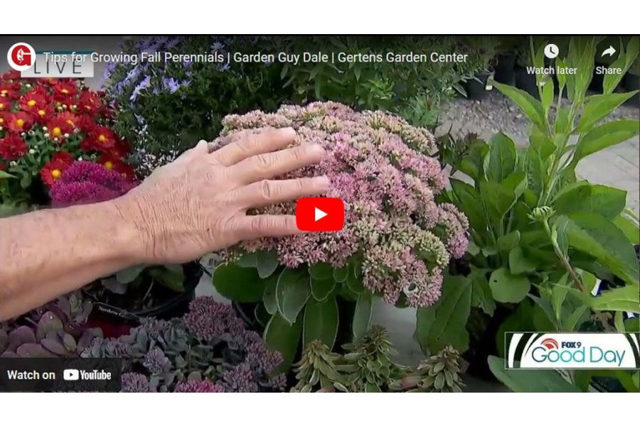 VIDEO: Tips for Growing Fall Perennials | Garden Guy Dale