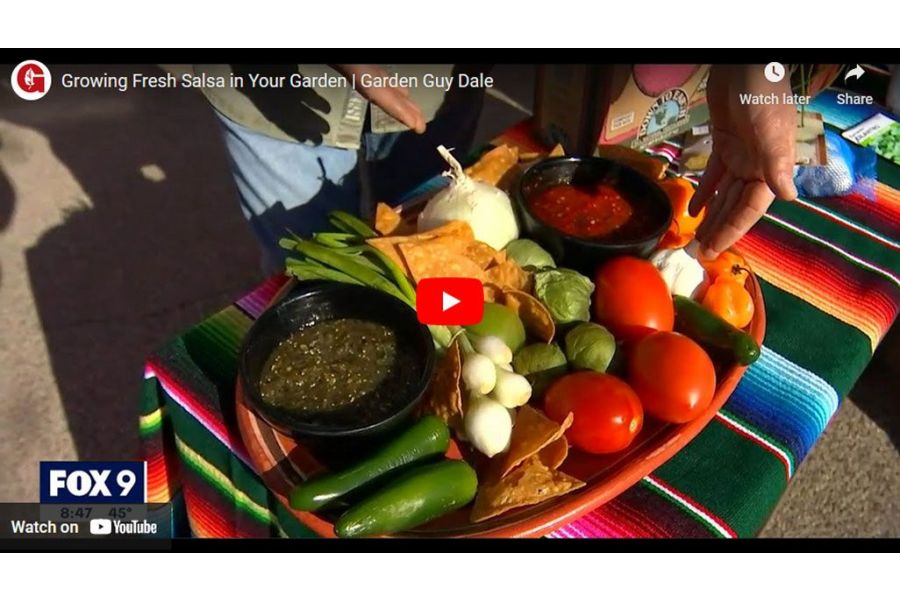 VIDEO: Growing Fresh Salsa in Your Garden | Garden Guy Dale