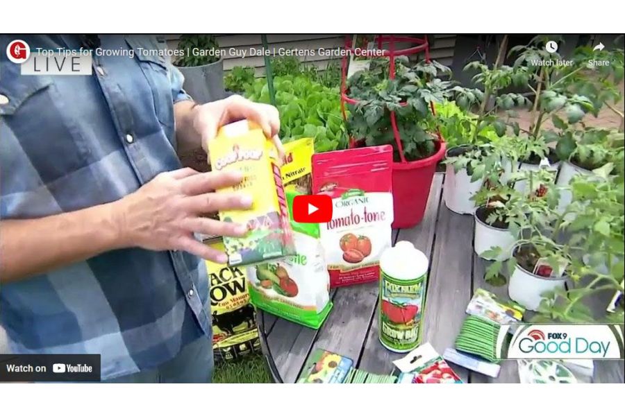 VIDEO: Top Tips for Growing Tomatoes | Garden Guy Dale