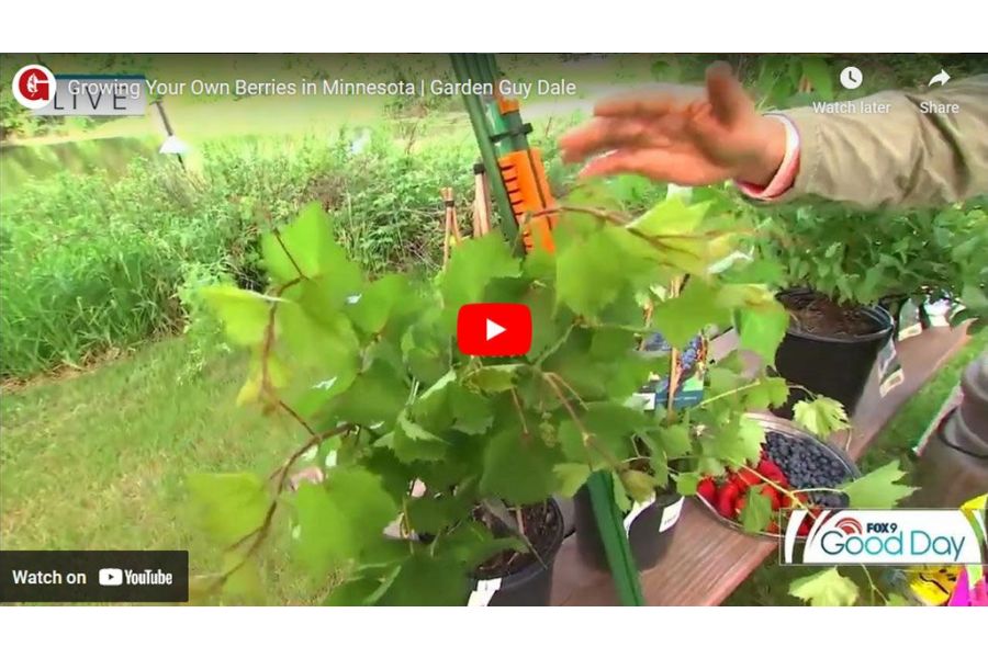 VIDEO: Growing Your Own Berries in Minnesota | Garden Guy Dale