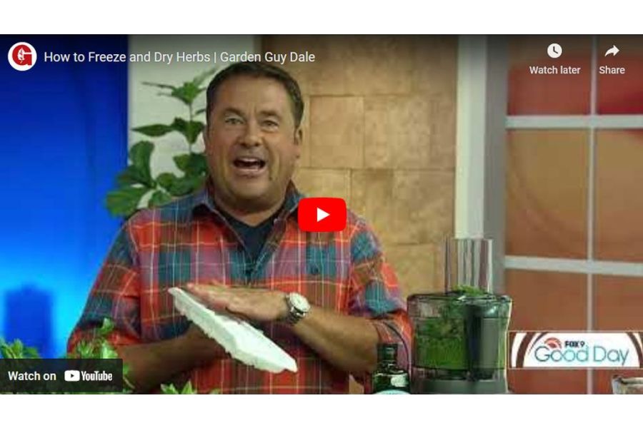 VIDEO: How to Freeze and Dry Herbs | Garden Guy Dale