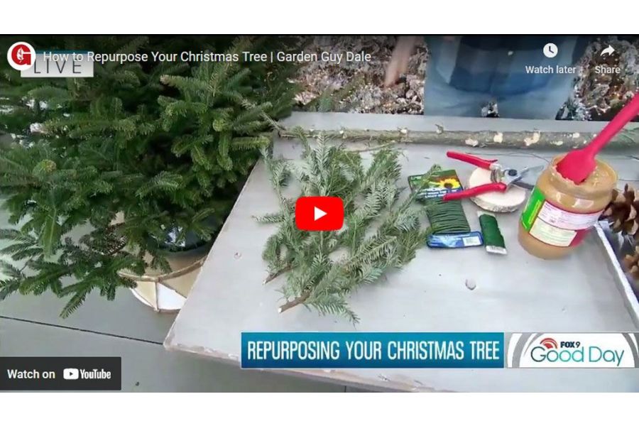 VIDEO: How to Repurpose Your Christmas Tree | Garden Guy Dale