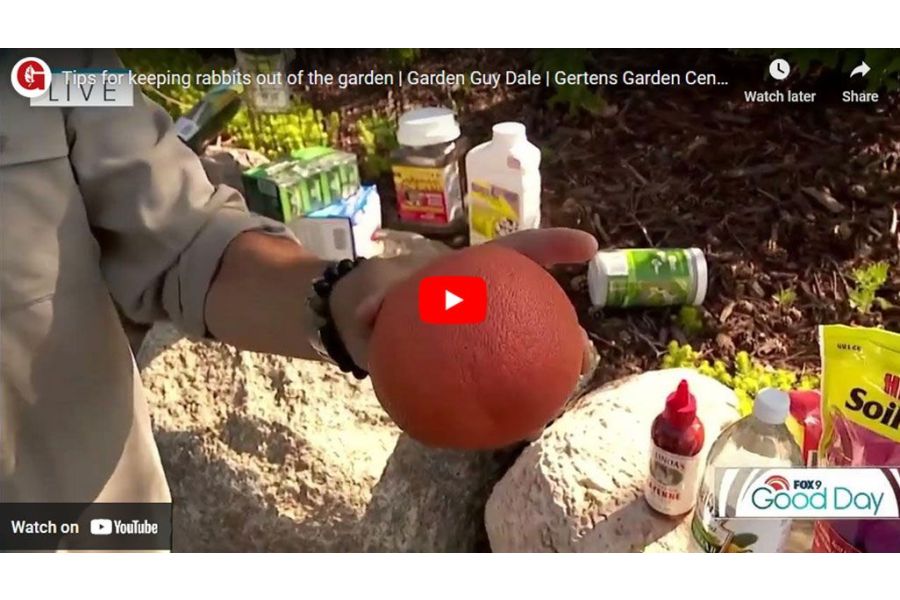 VIDEO: Tips for Keeping Rabbits Out of the Garden| Garden Guy Dale