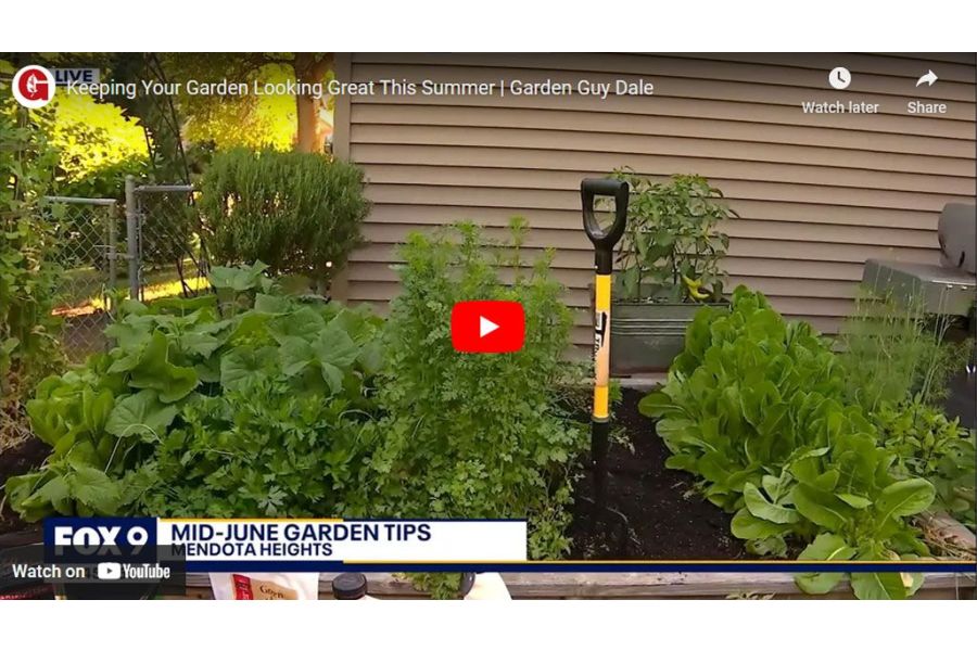 VIDEO: Keeping Your Garden Looking Great This Summer | Garden Guy Dale