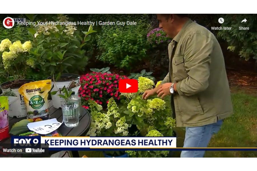 VIDEO: Keeping Your Hydrangeas Healthy | Garden Guy Dale