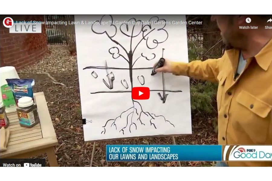 VIDEO: Lack of Snow Impacting Lawn & Landscape?! | Garden Guy Dale