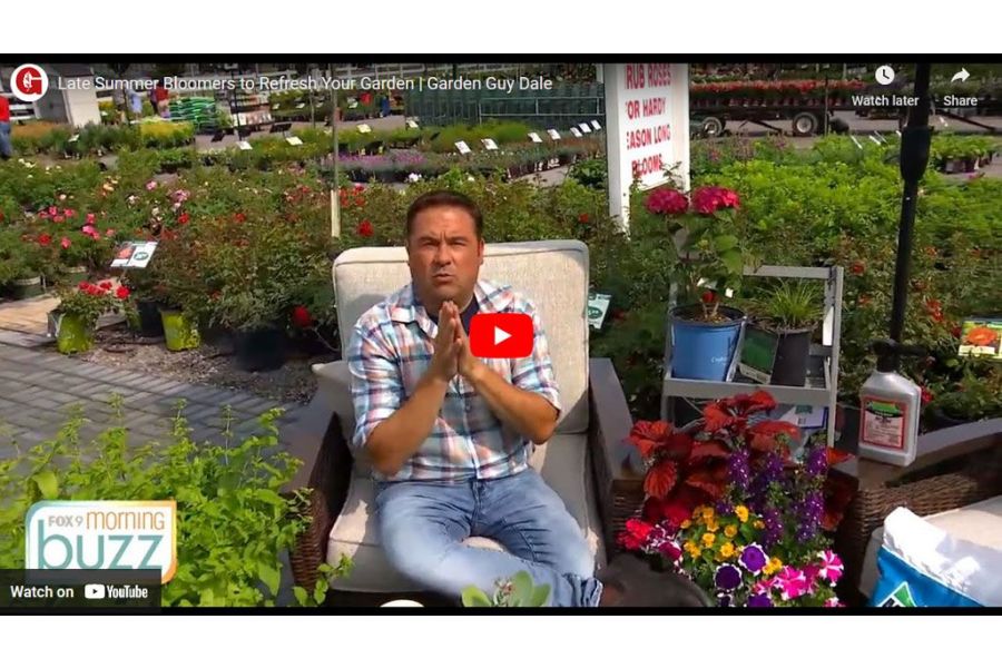 VIDEO: Late Summer Bloomers to Refresh Your Garden | Garden Guy Dale