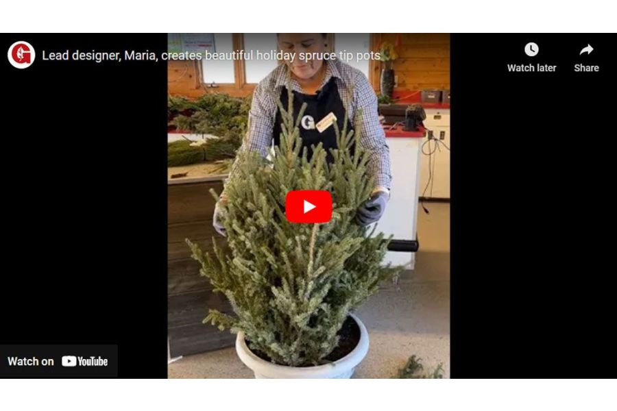 VIDEO: Lead Designer, Maria, Creates Beautiful Holiday Spruce Tip Pots