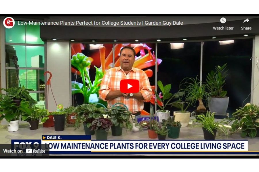 VIDEO: Low-Maintenance Plants Perfect for College Students | Garden Guy Dale