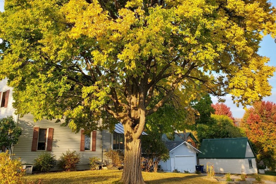 Top Ten Minnesota Native Trees