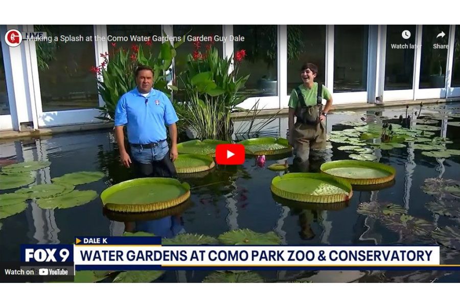 VIDEO: Making a Splash at the Como Water Gardens | Garden Guy Dale