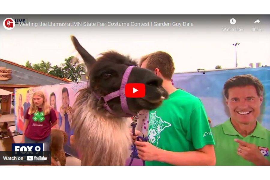 VIDEO: Meeting the Llamas at MN State Fair Costume Contest | Garden Guy Dale