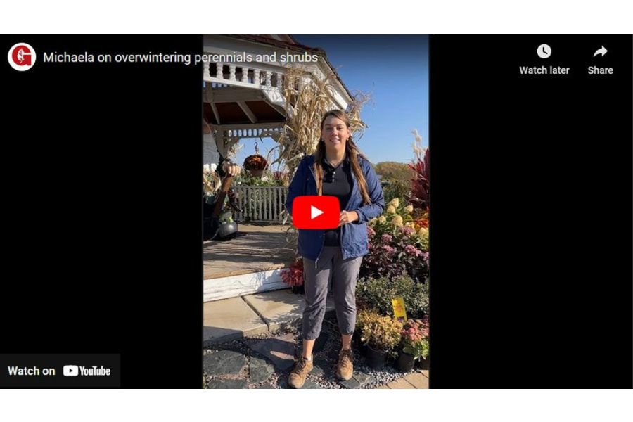 VIDEO: Michaela on Overwintering Perennials & Shrubs