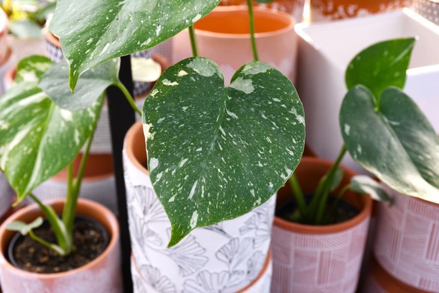 Tuesday Toolkit: Meet the Monstera Monsters