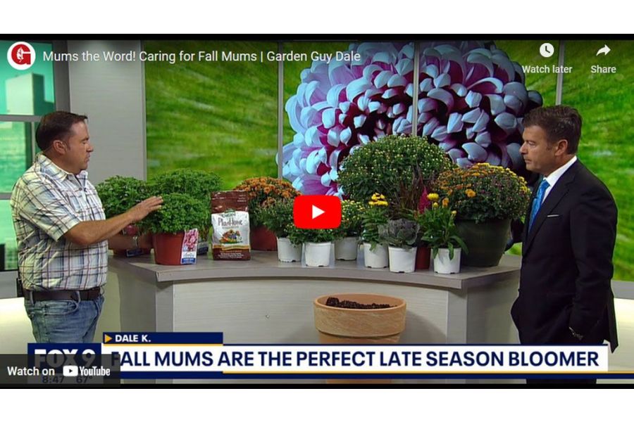 VIDEO: Mums the Word! Caring for Fall Mums | Garden Guy Dale