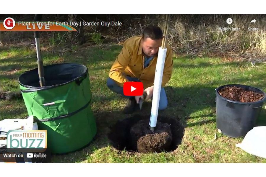 VIDEO: Plant a Tree for Earth Day with Garden Guy Dale