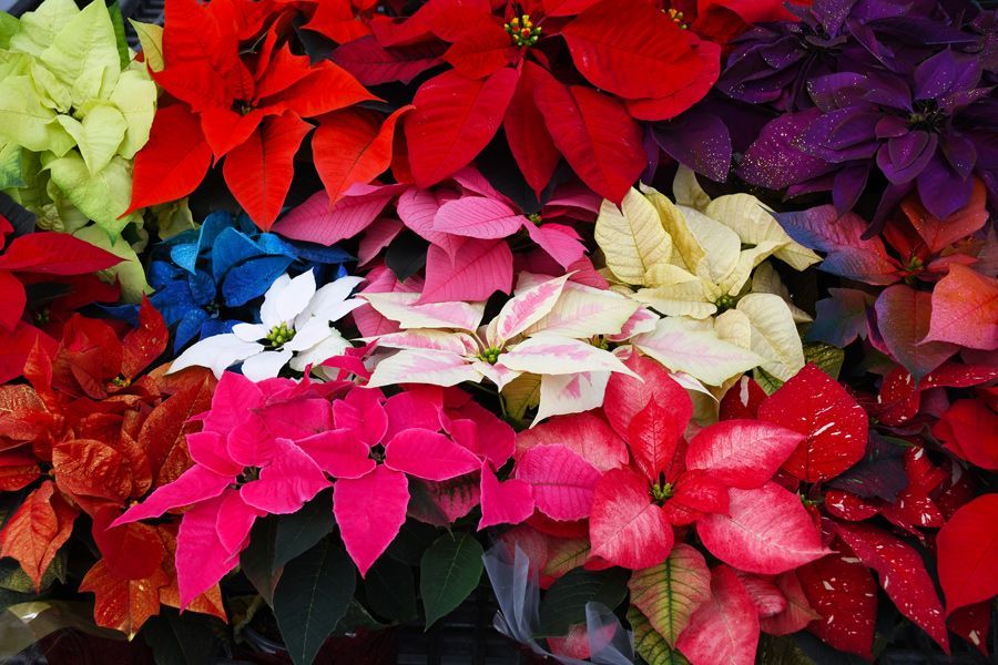Tuesday Toolkit: All About Poinsettias!
