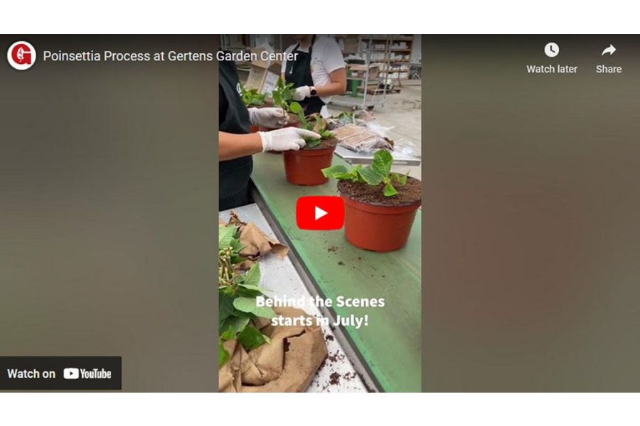 VIDEO: Poinsettia Process at Gertens