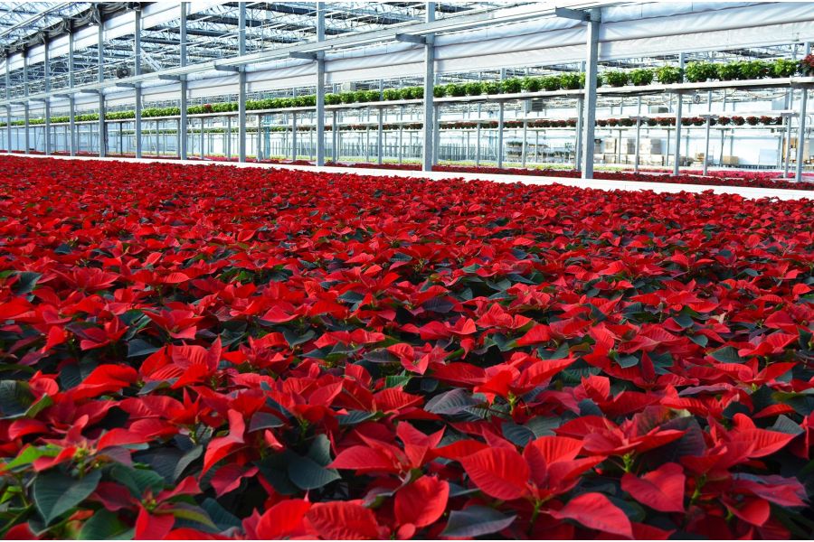 How to Care for Poinsettias