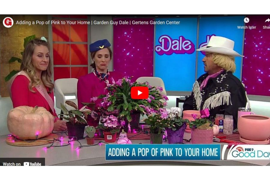 VIDEO: Adding a Pop of Pink to Your Home | Garden Guy Dale