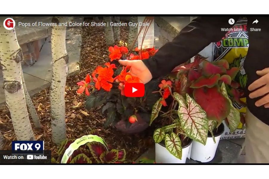 VIDEO: Pops of Flowers and Color for Shade | Garden Guy Dale