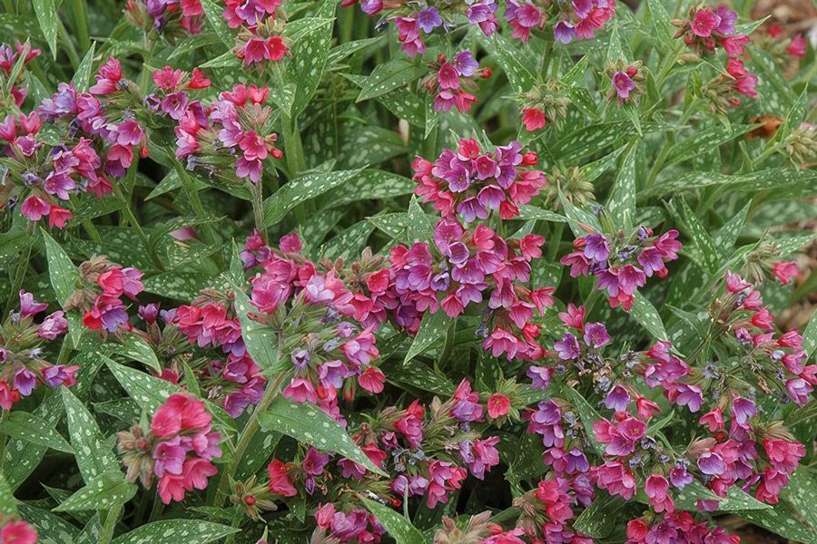 Top Ten Perennials for Shade