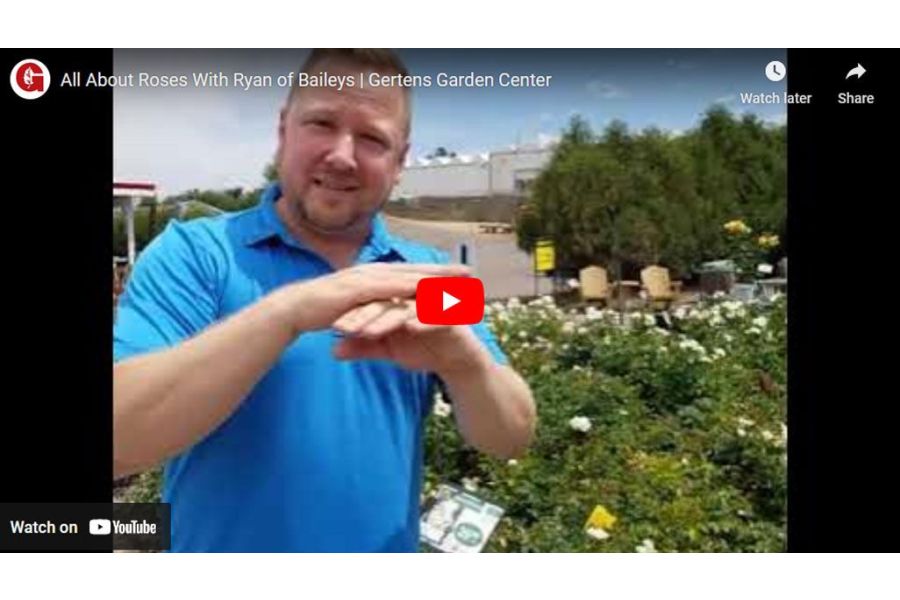 VIDEO: All About Roses With Ryan of Baileys | Gertens Garden Center