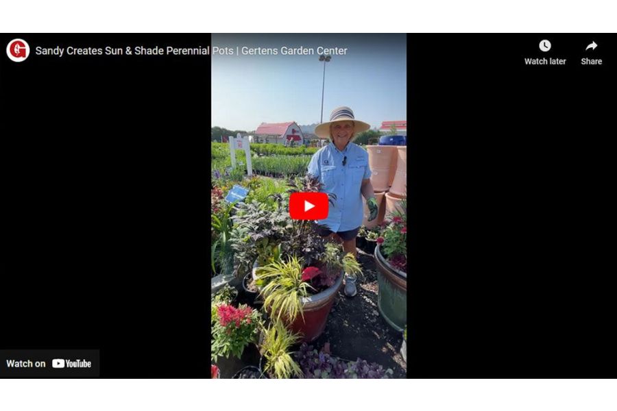 VIDEO: Sandy Creates Sun & Shade Perennial Pots