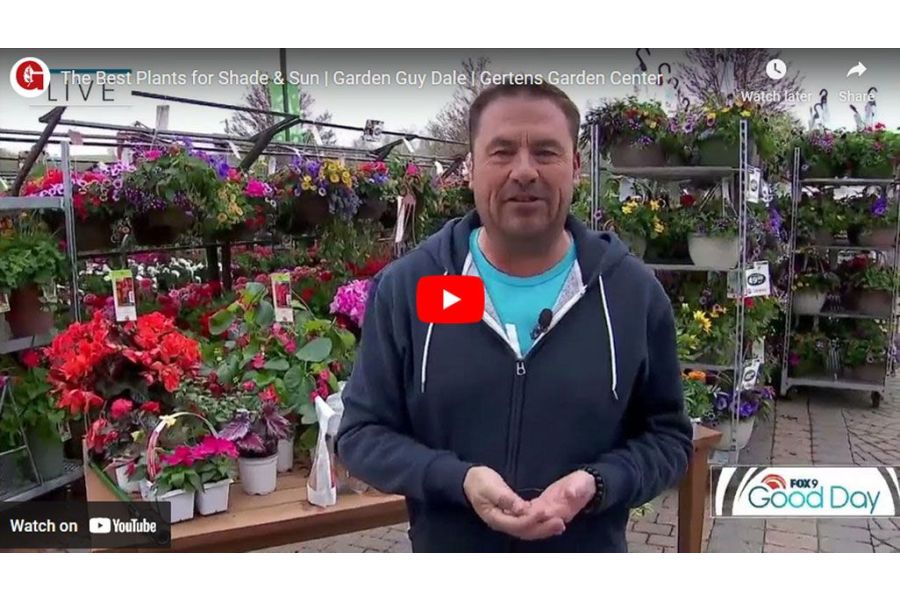 VIDEO: The Best Plants for Shade & Sun | Garden Guy Dale