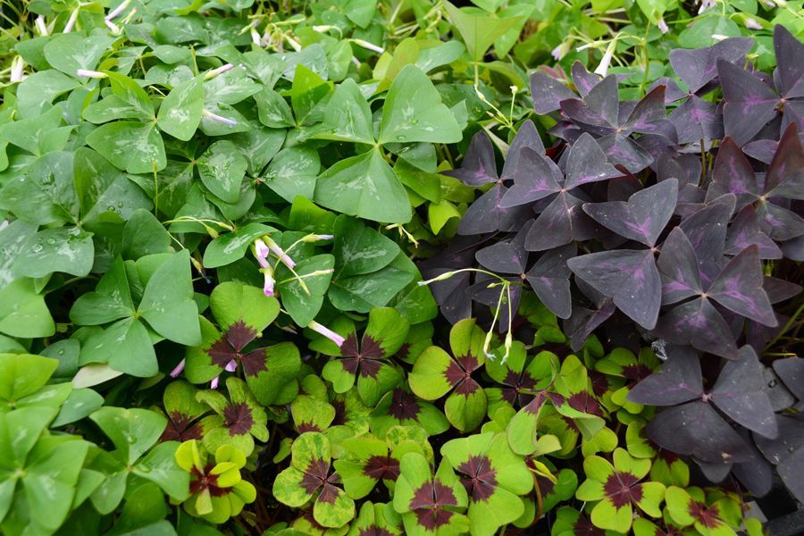 Tuesday Toolkit: It's Your Lucky Day