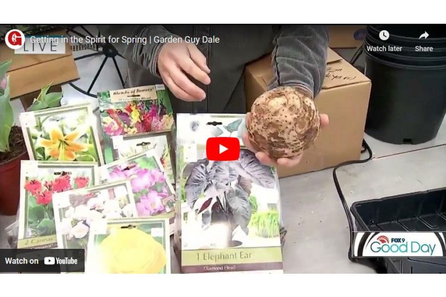 VIDEO: Getting in the Spirit for Spring | Garden Guy Dale