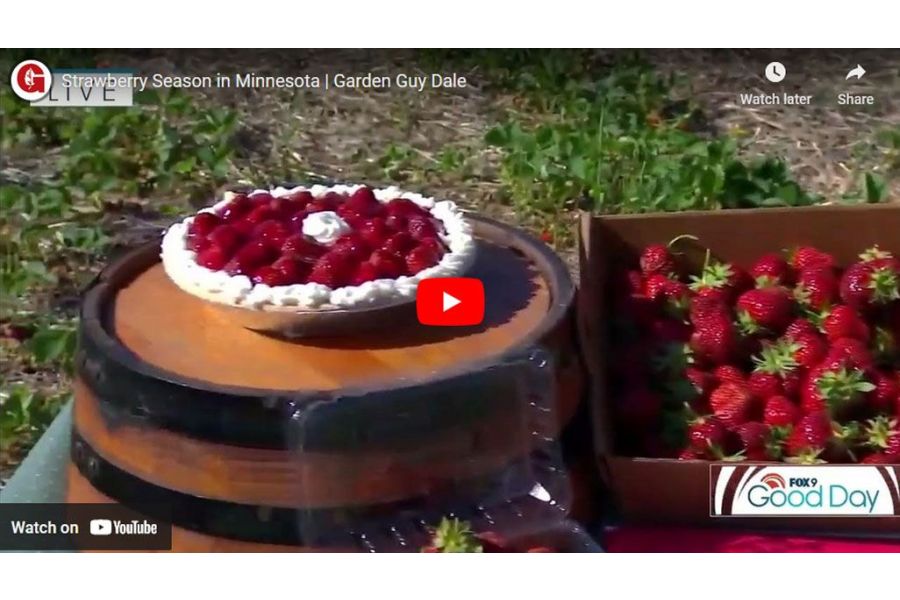 VIDEO: Strawberry Season in Minnesota | Garden Guy Dale