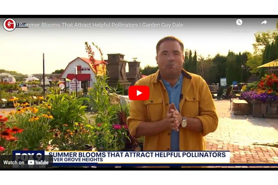 VIDEO: Summer Blooms That Attract Helpful Pollinators