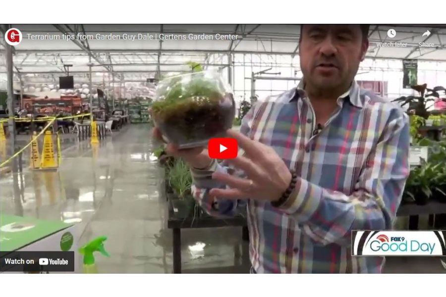 VIDEO: Terrarium Tips from Garden Guy Dale | Gertens Garden Center