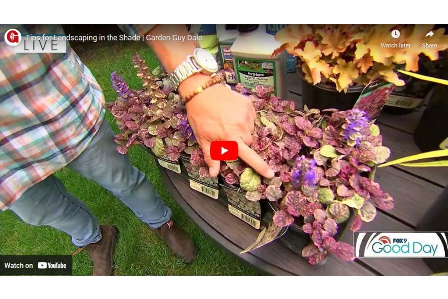 VIDEO: Tips for Landscaping in the Shade | Garden Guy Dale