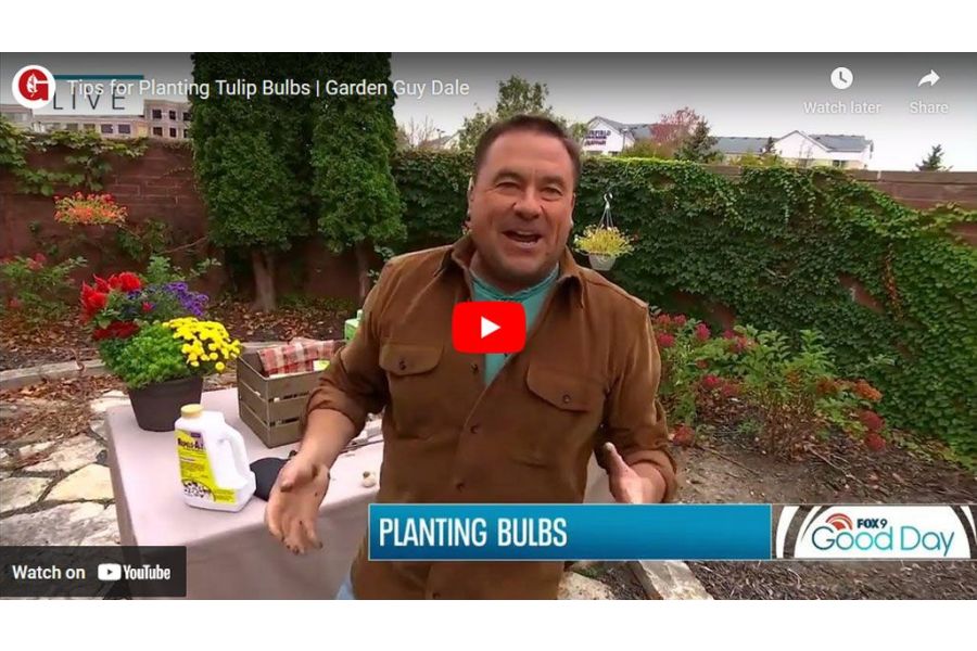 VIDEO: Tips for Planting Tulip Bulbs | Garden Guy Dale