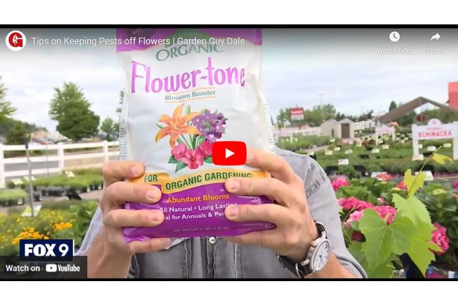 VIDEO: Tips on Keeping Pests off Flowers | Garden Guy Dale