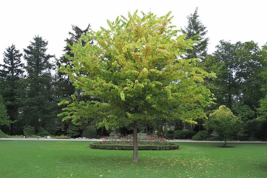 Top Ten Trees for Wet or Clay Soil