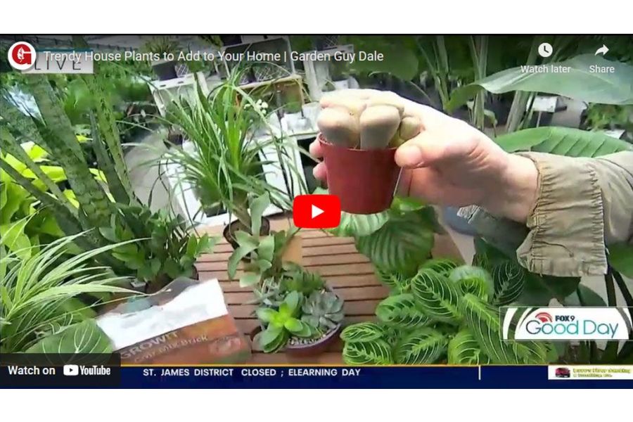 VIDEO: Trendy House Plants to Add to Your Home | Garden Guy Dale